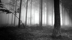 Trees forests grayscale