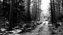 Trees forests grayscale