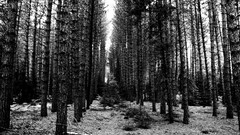 Trees forests grayscale