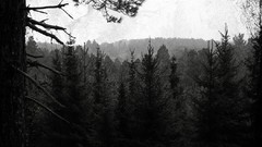 Trees forests grayscale