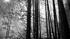 Trees forests grayscale