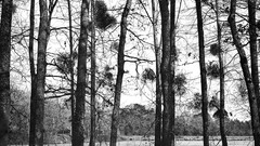 Trees forests grayscale