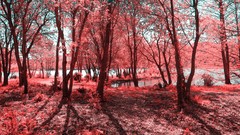 Trees forests infrared photography