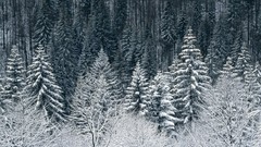 Trees forests Landscapes winter