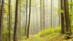 Trees forests mist