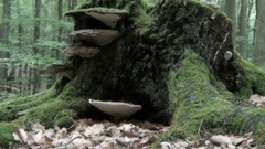 Trees forests mushrooms moss