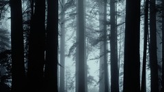 Trees forests national geographic