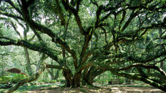Trees forests national park