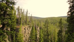 Trees forests nature