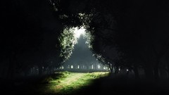 Trees forests outdoors sunlight