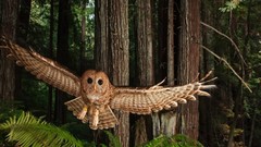 Trees forests Owls
