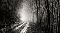 Trees forests paths fog