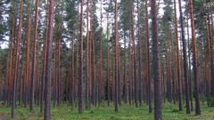 Trees forests pine trees