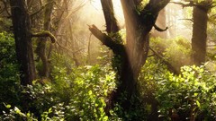 Trees forests Plants