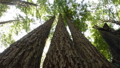 Trees forests Plants nature