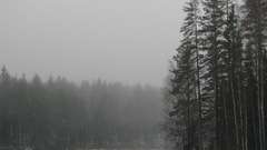 Trees forests rivers