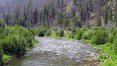 Trees forests rivers