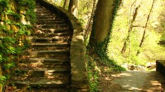Trees forests stairways