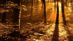 Trees forests sunlight