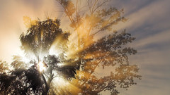 Trees forests sunlight skyscapes