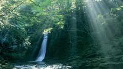 Trees forests sunlight waterfalls