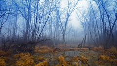 Trees forests swamps Landscapes