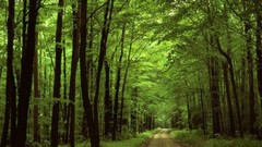 Trees forests walk paths