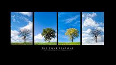 Trees four season tree