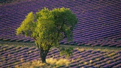 Trees France purple flowers lavender fields