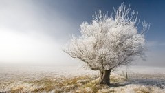 Trees frost