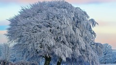 Trees frost