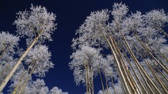 Trees frost Colorado