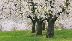 Trees germany bavaria