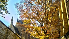 Trees germany Castles hohenzollern castle HDR Photography