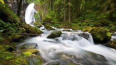 Trees germany rivers forests