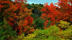 Trees gold red autumn Green