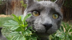 Trees grass Animals cats Plants close-up green eyes