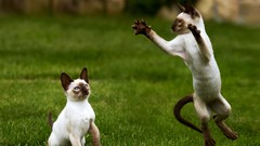 Trees grass Animals cats siamese blue eyes jumping