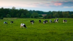 Trees grass Animals Cows tilt-shift