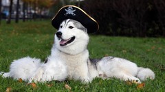 Trees grass Animals Dogs sleeping pirates husky