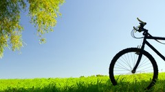 Trees grass Bicycles plains