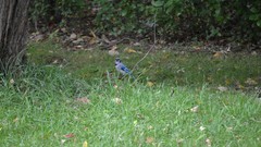 Trees grass Birds wildlife blue jay