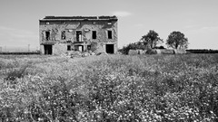 Trees grass black and white fields wrecks