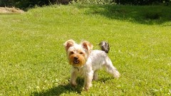 Trees grass blue Green Dogs skies