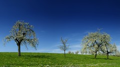 Trees grass blue skyscapes