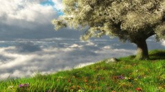 Trees grass clouds