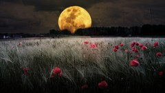 Trees grass clouds moon Poppies skies