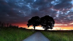 Trees grass clouds roads skyscapes
