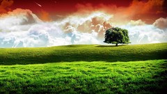 Trees grass fields manipulations