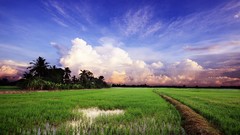 Trees grass fields skyscapes